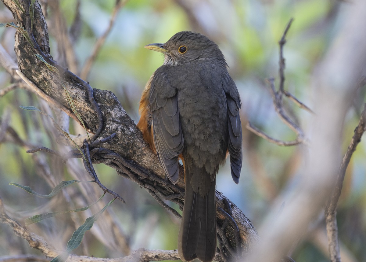 Rufous-bellied Thrush - ML638978577