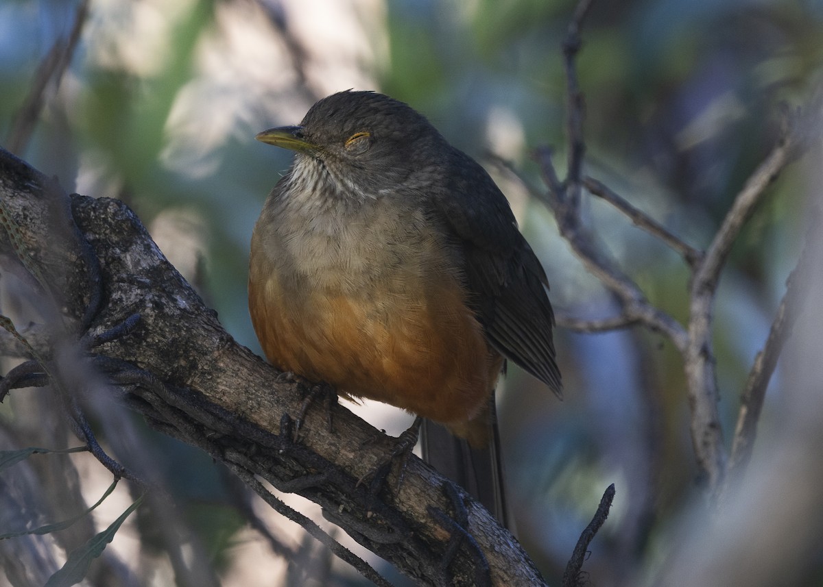 Rufous-bellied Thrush - ML638978578