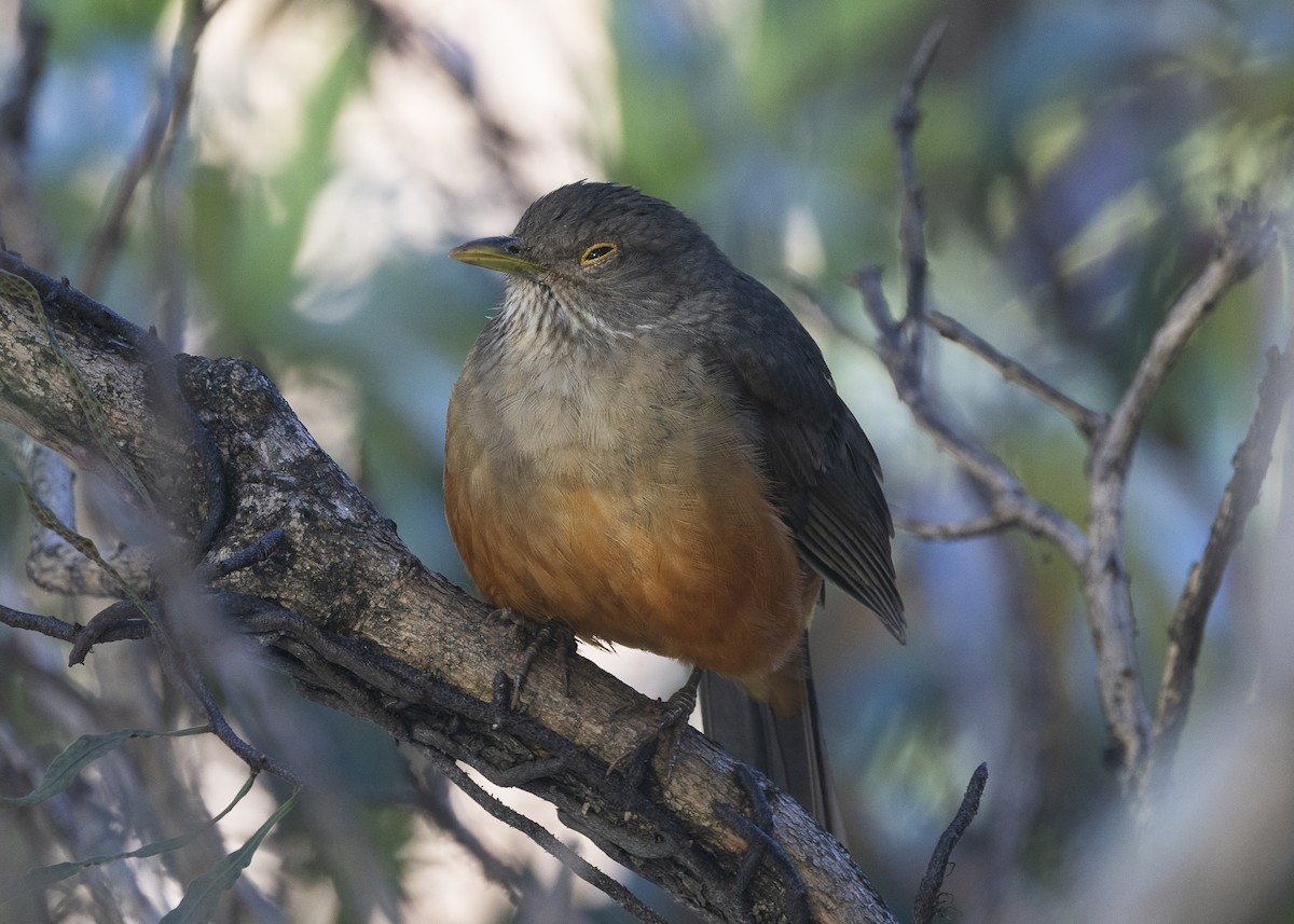 Rufous-bellied Thrush - ML638978579