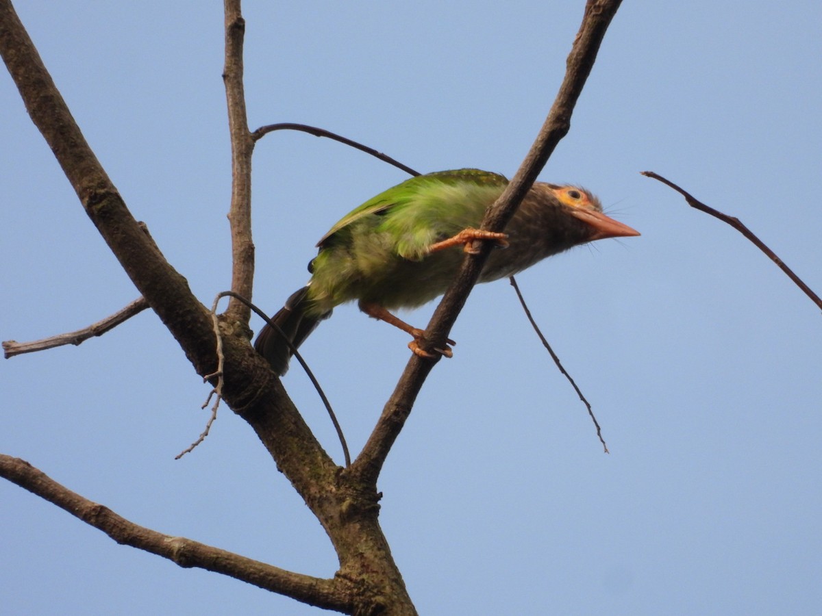 Brown-headed Barbet - ML638978581