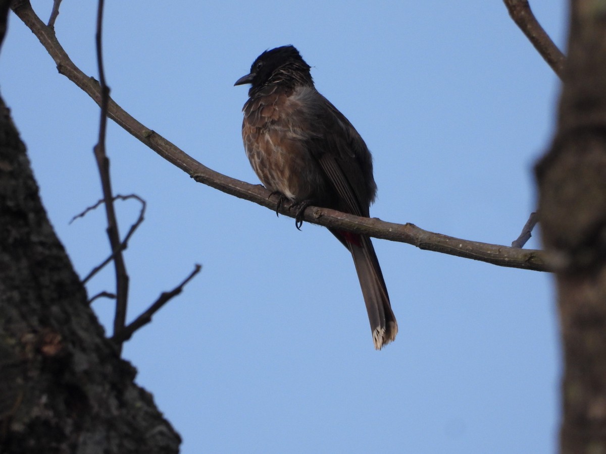 Red-vented Bulbul - ML638978584