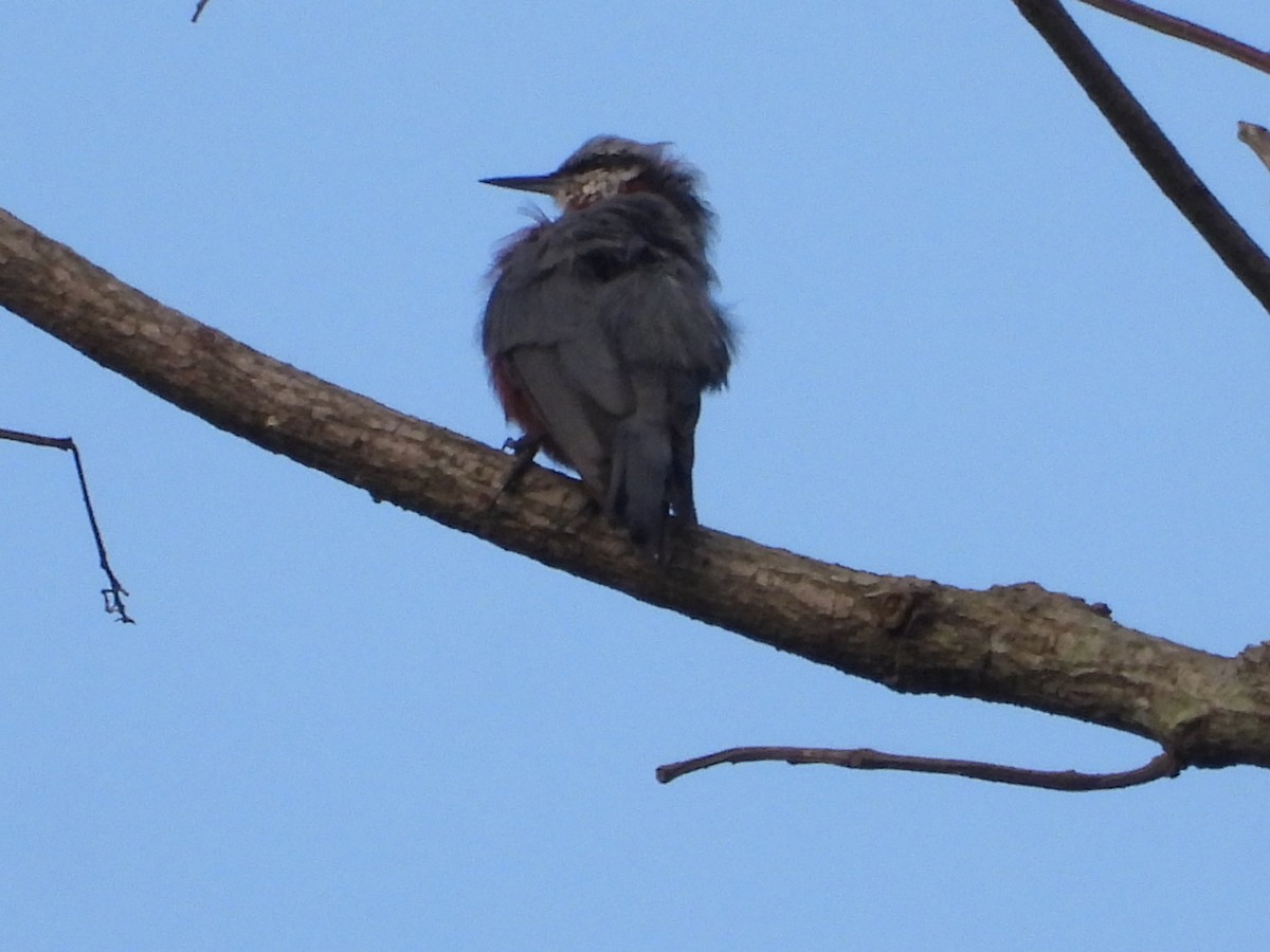Indian Nuthatch - ML638978596