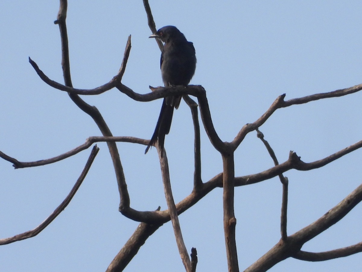 Black Drongo - ML638978603