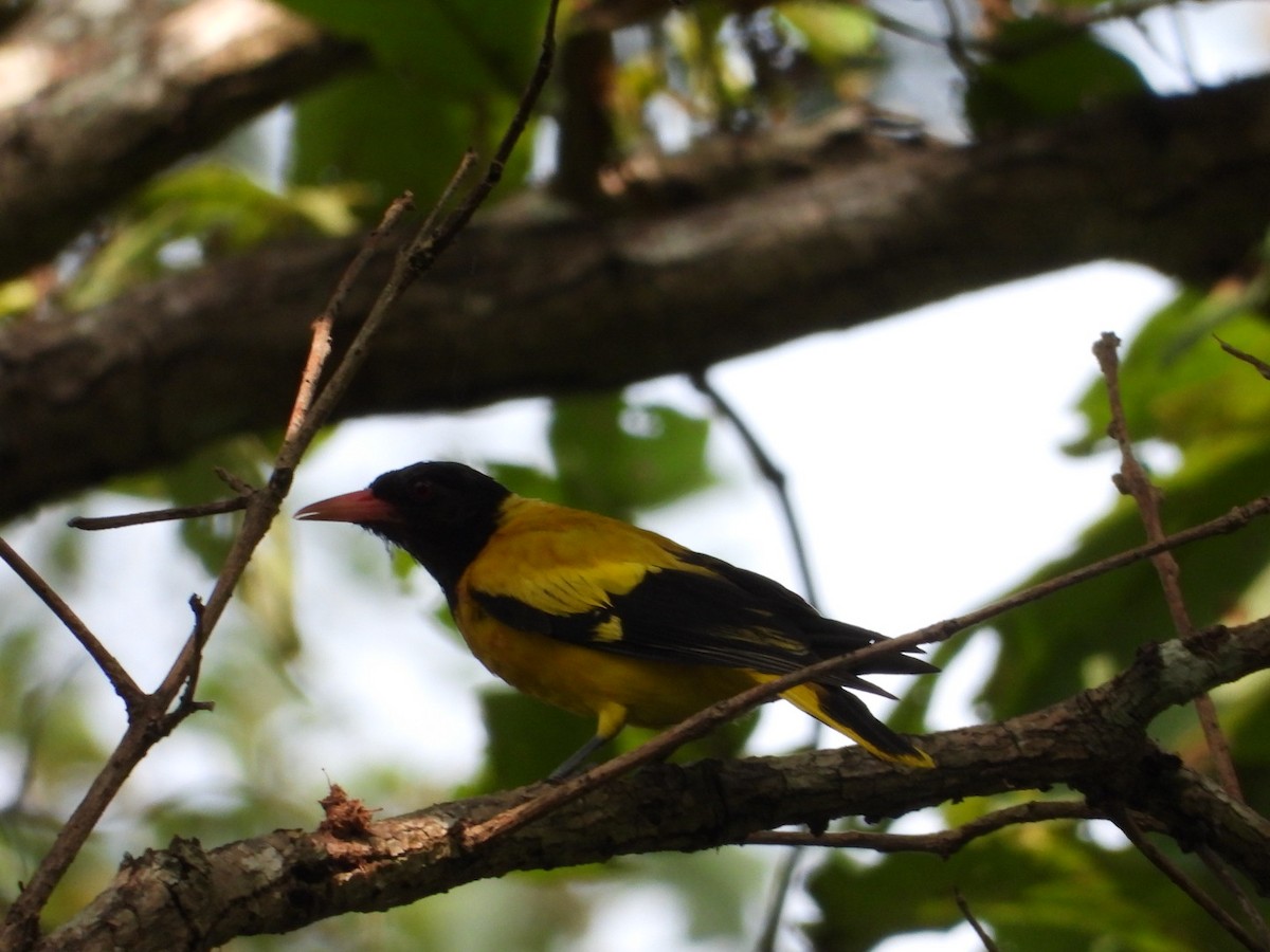 Black-hooded Oriole - ML638978608
