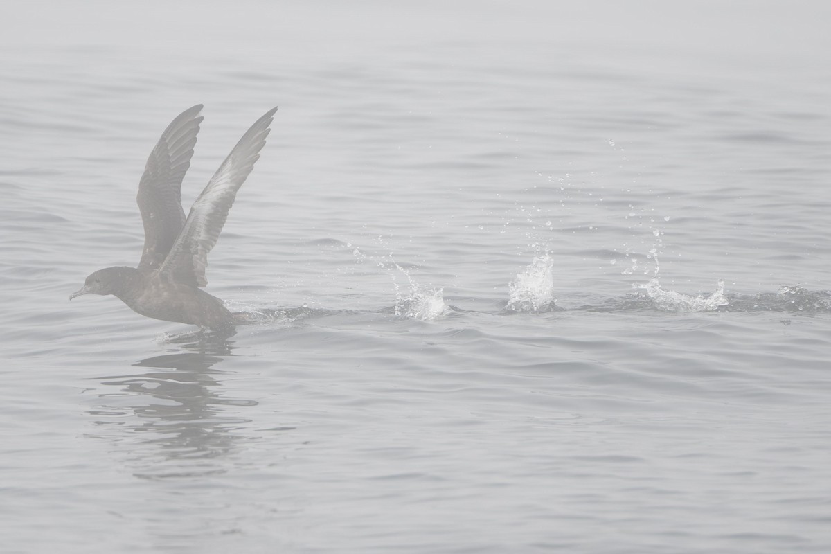 Sooty Shearwater - ML638978651