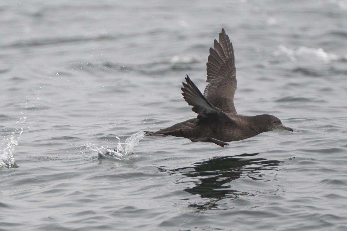 Sooty Shearwater - ML638978652