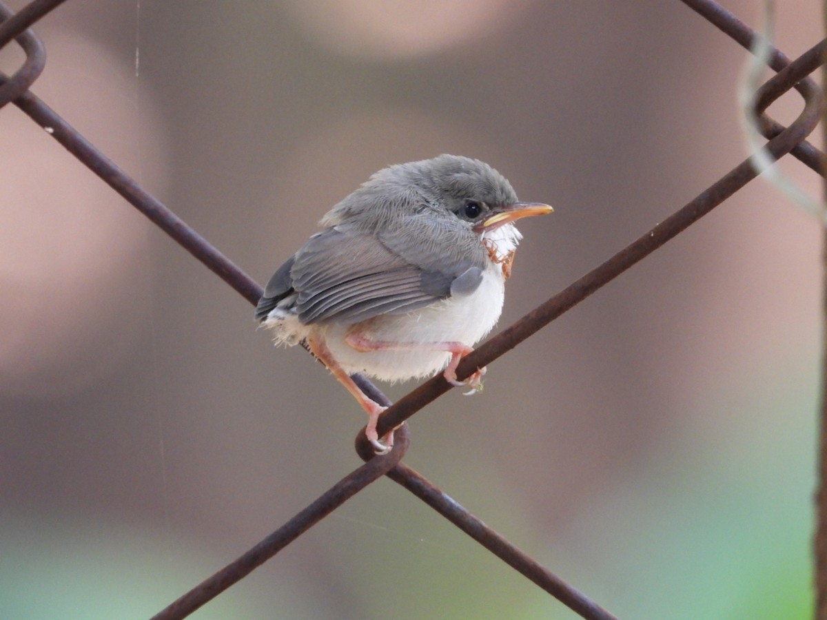 Gray-breasted Prinia - ML638978655