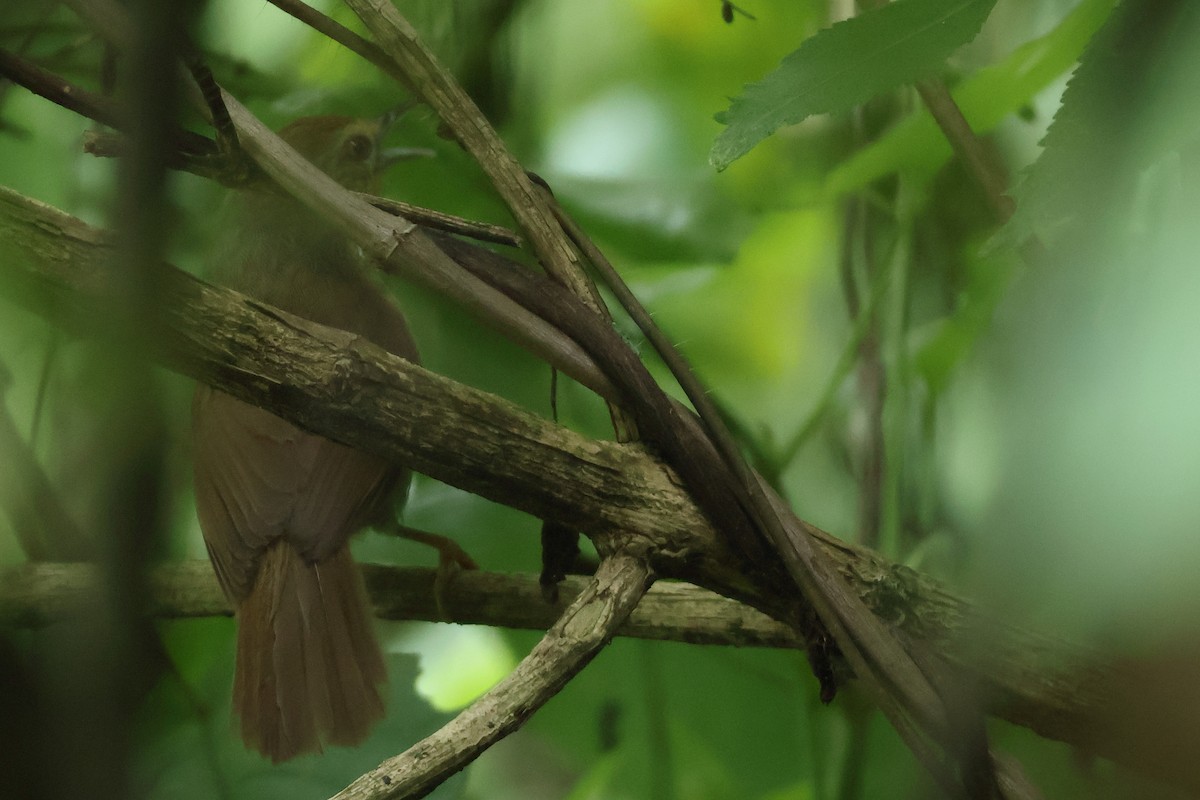 Pin-striped Tit-Babbler - ML638978656
