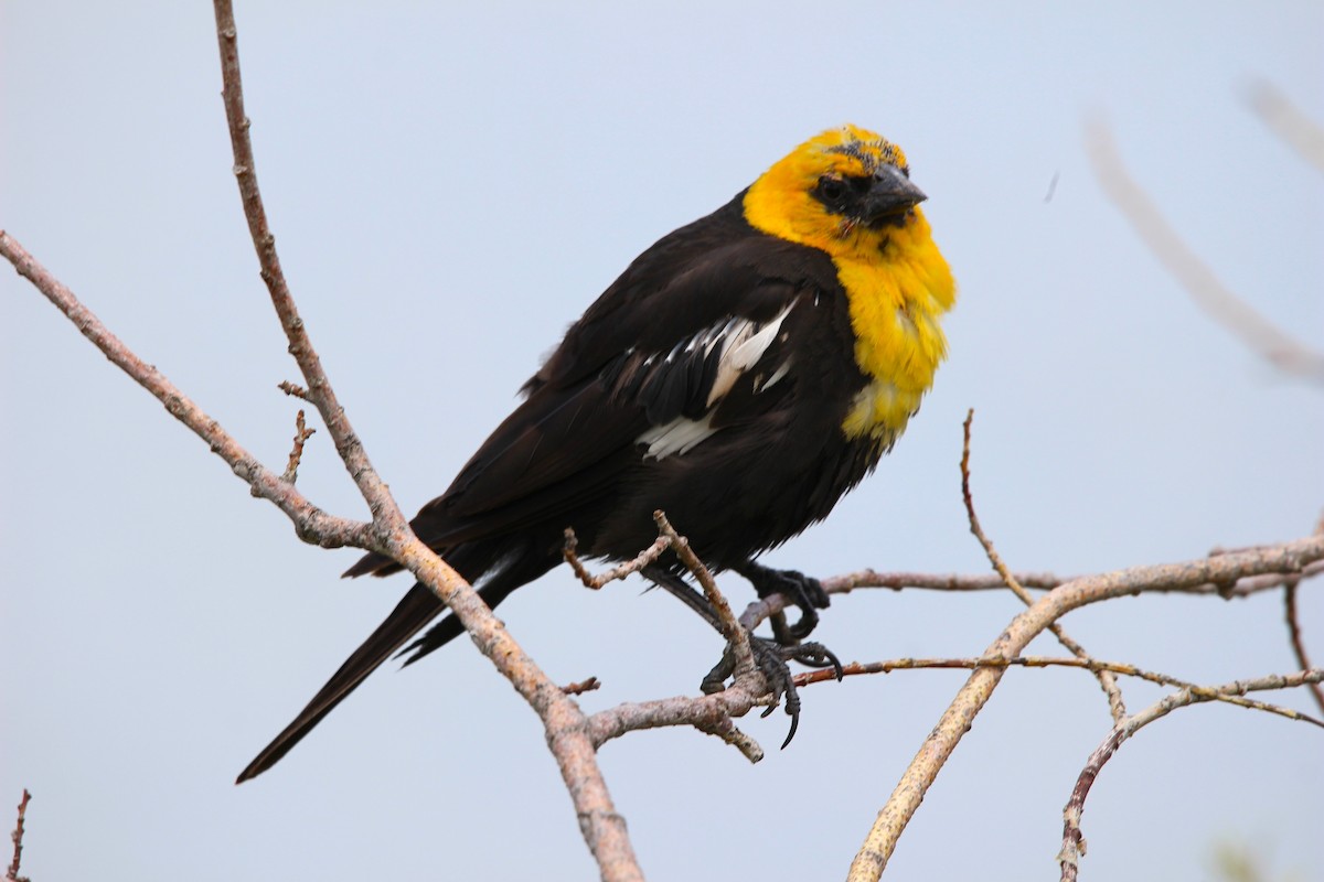 Yellow-headed Blackbird - ML638978705