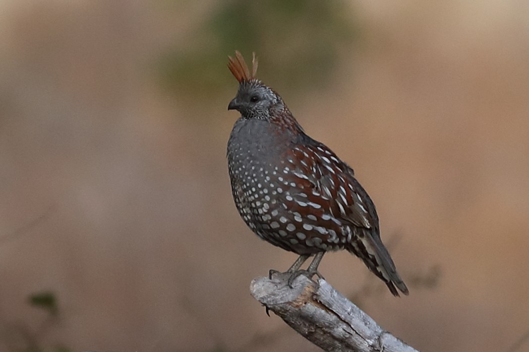 Elegant Quail - ML638978715