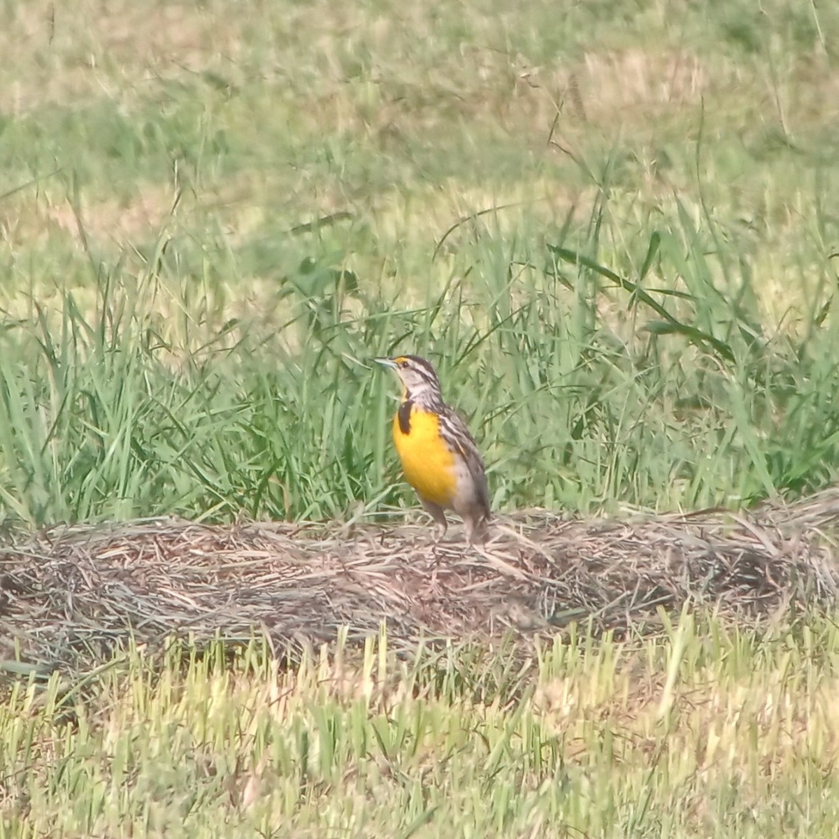 Eastern Meadowlark - ML638978716