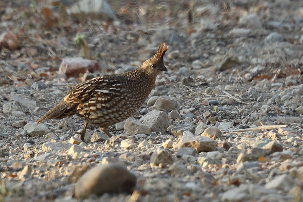 Elegant Quail - ML638978734