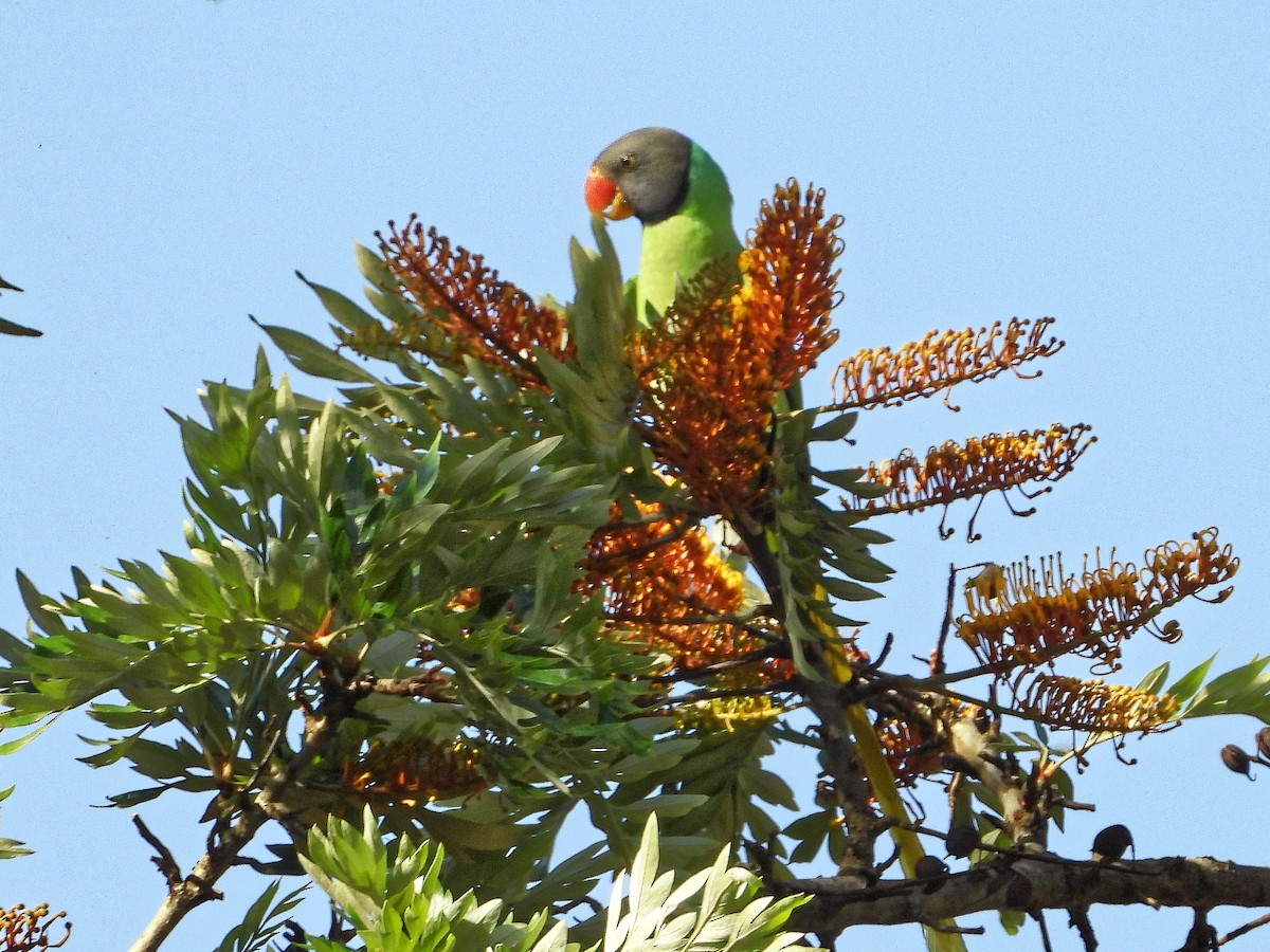 Slaty-headed Parakeet - ML638978735