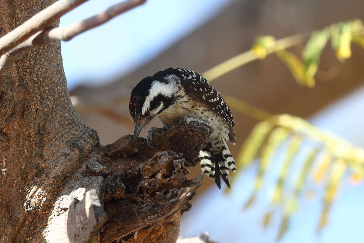 Ladder-backed Woodpecker - ML638978739