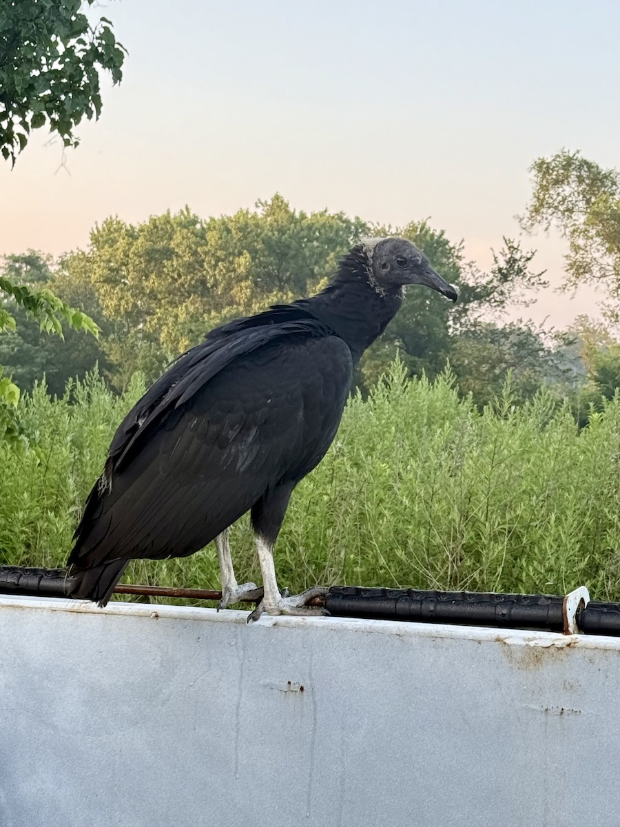 Black Vulture - ML638978740