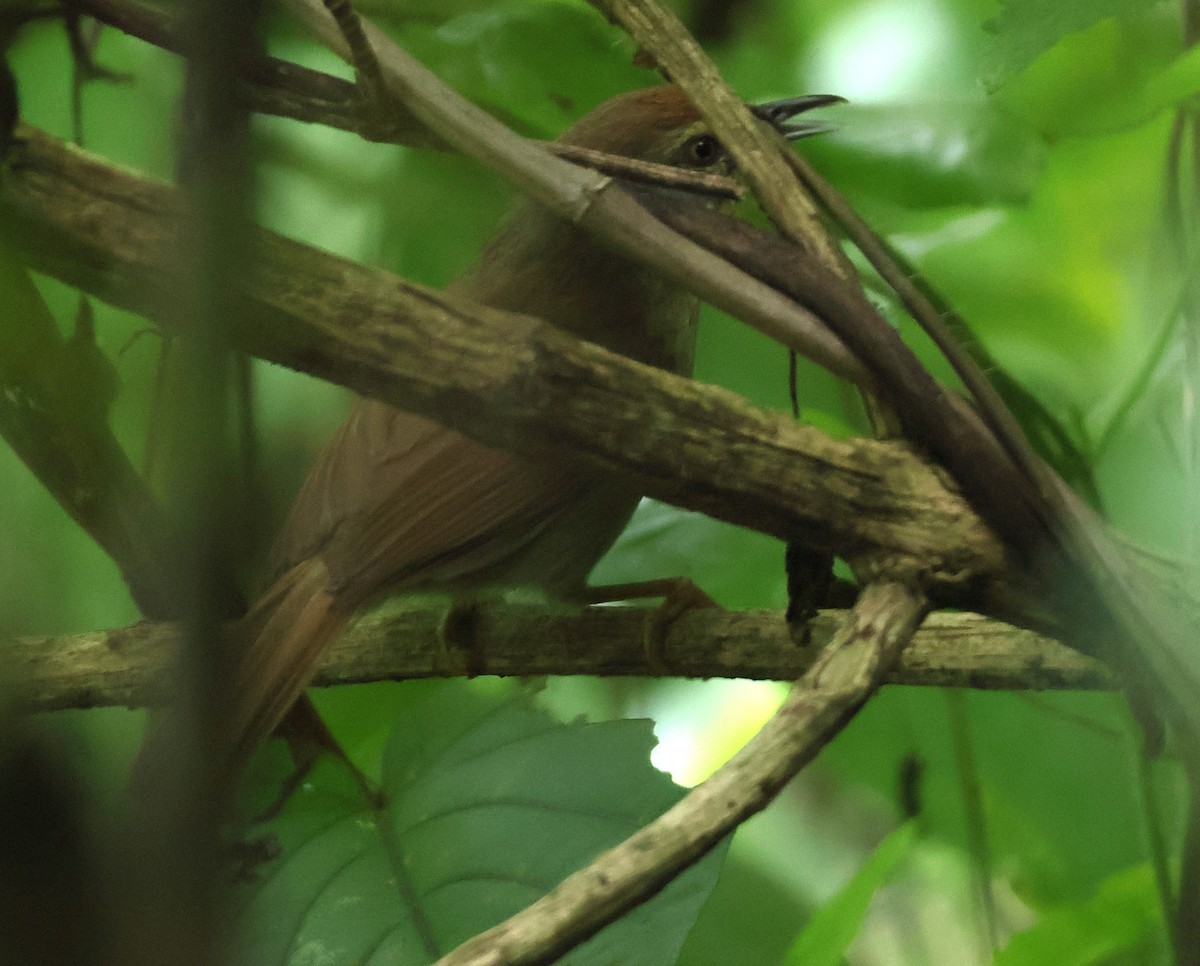 Pin-striped Tit-Babbler - ML638978745