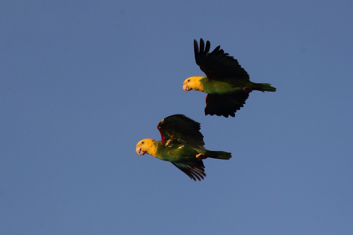 Yellow-headed Amazon (Tres Marias Is.) - ML638978749