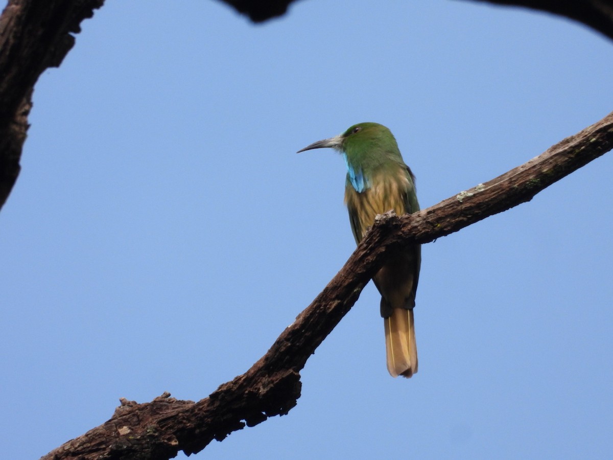 Blue-bearded Bee-eater - ML638978774