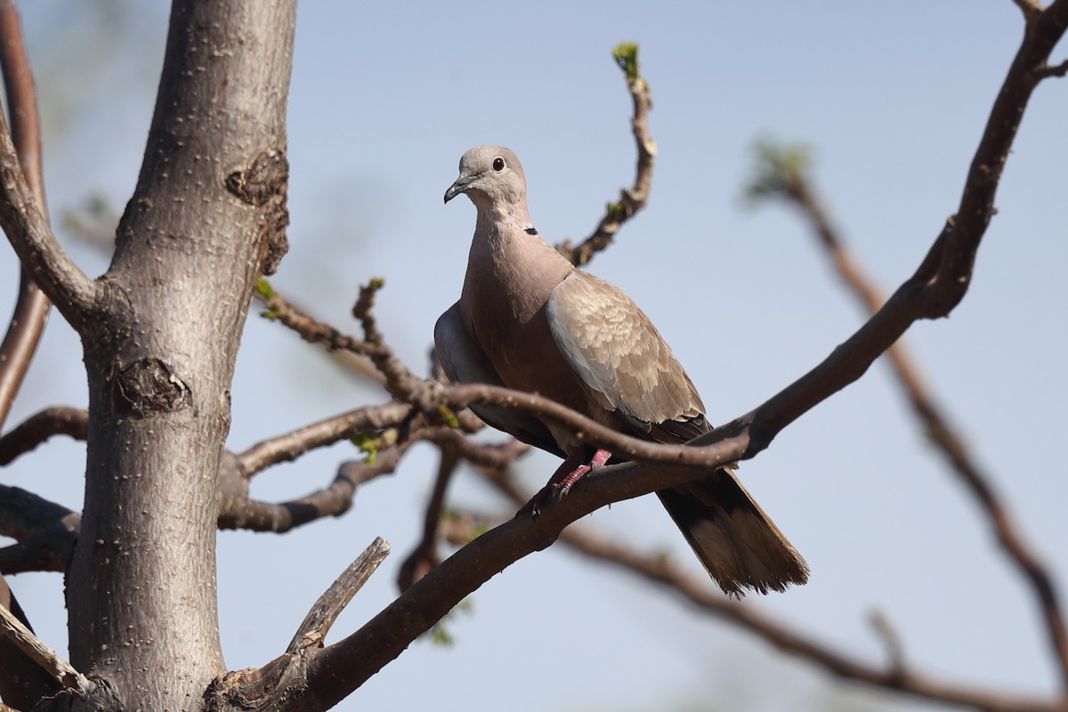 Eurasian Collared-Dove - ML638978777
