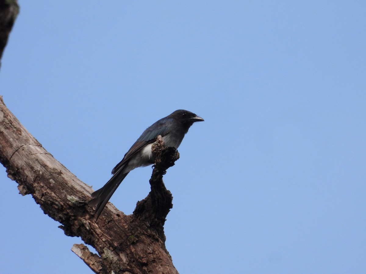 White-bellied Drongo - ML638978780