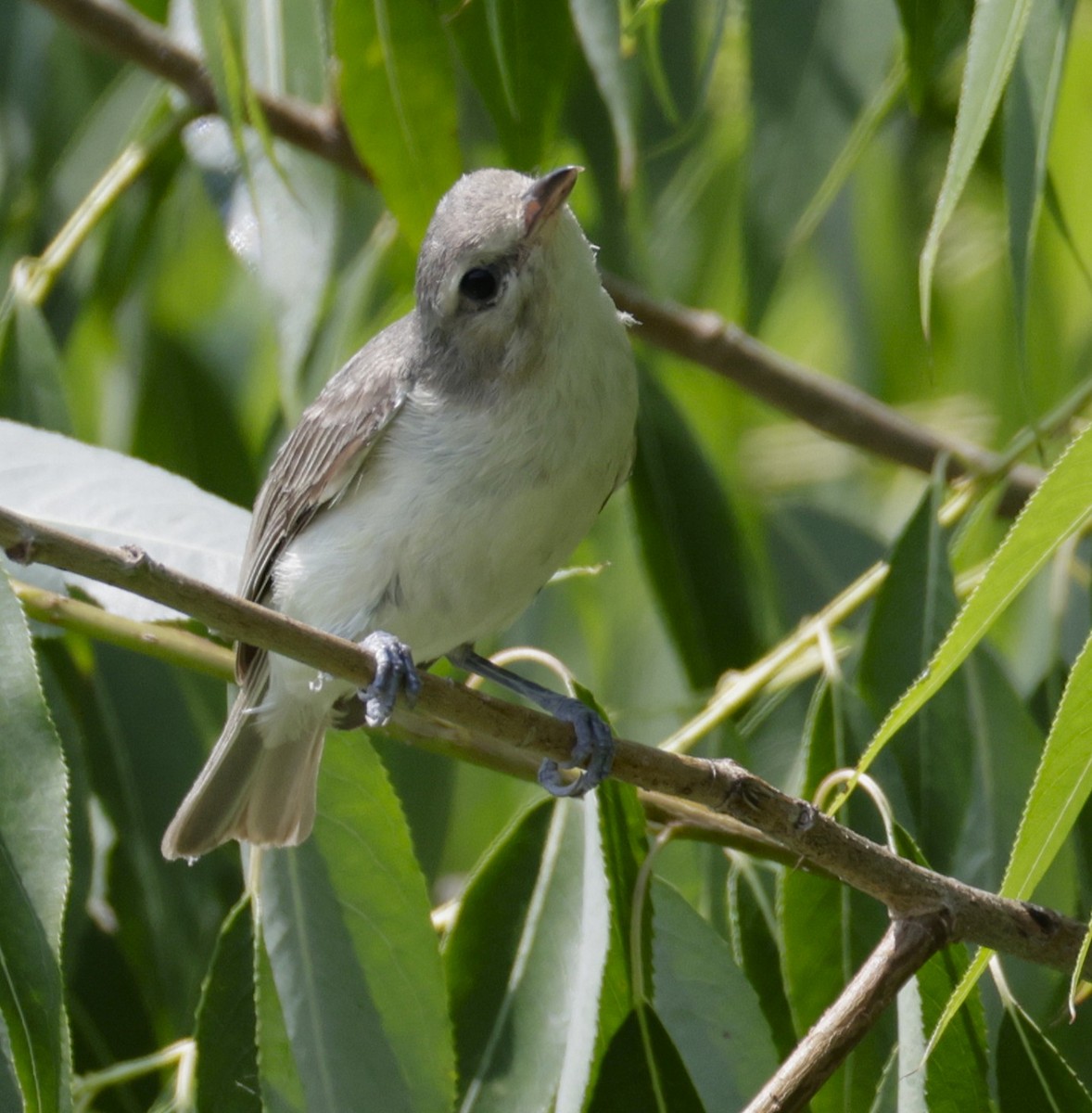 Warbling Vireo - ML638978783