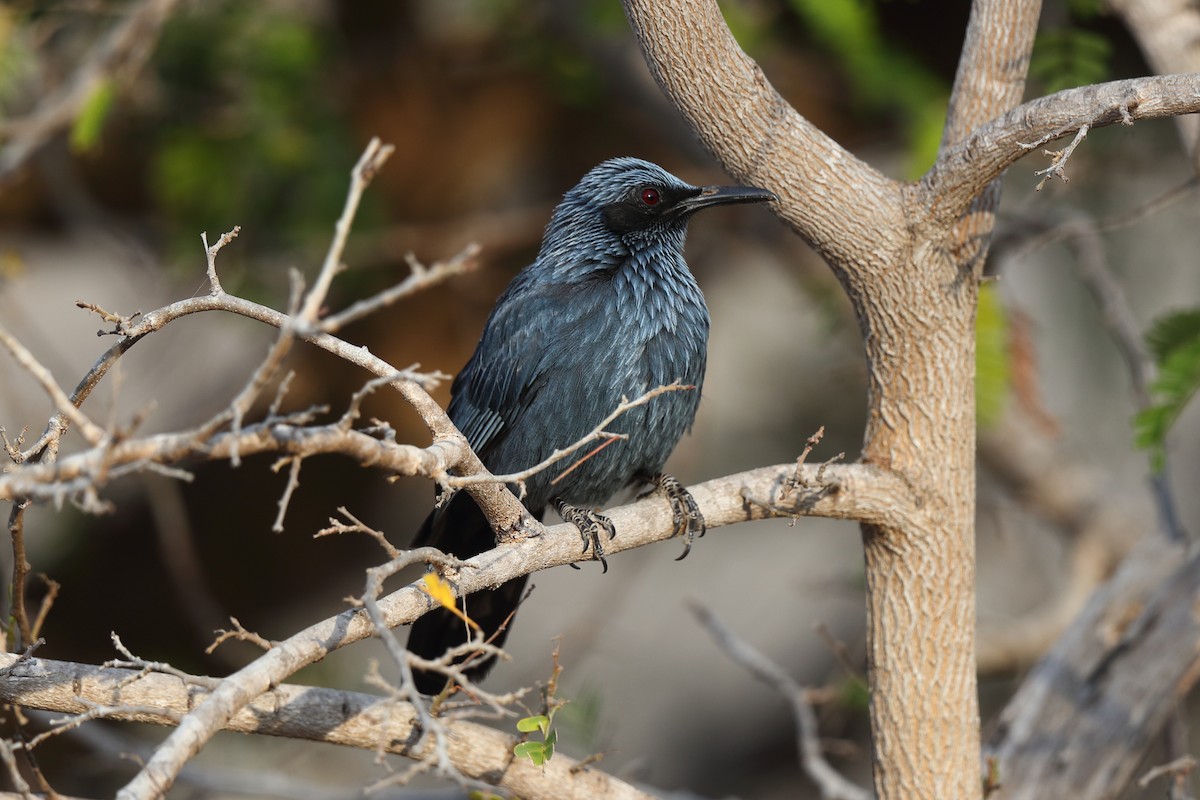 Blue Mockingbird - ML638978787