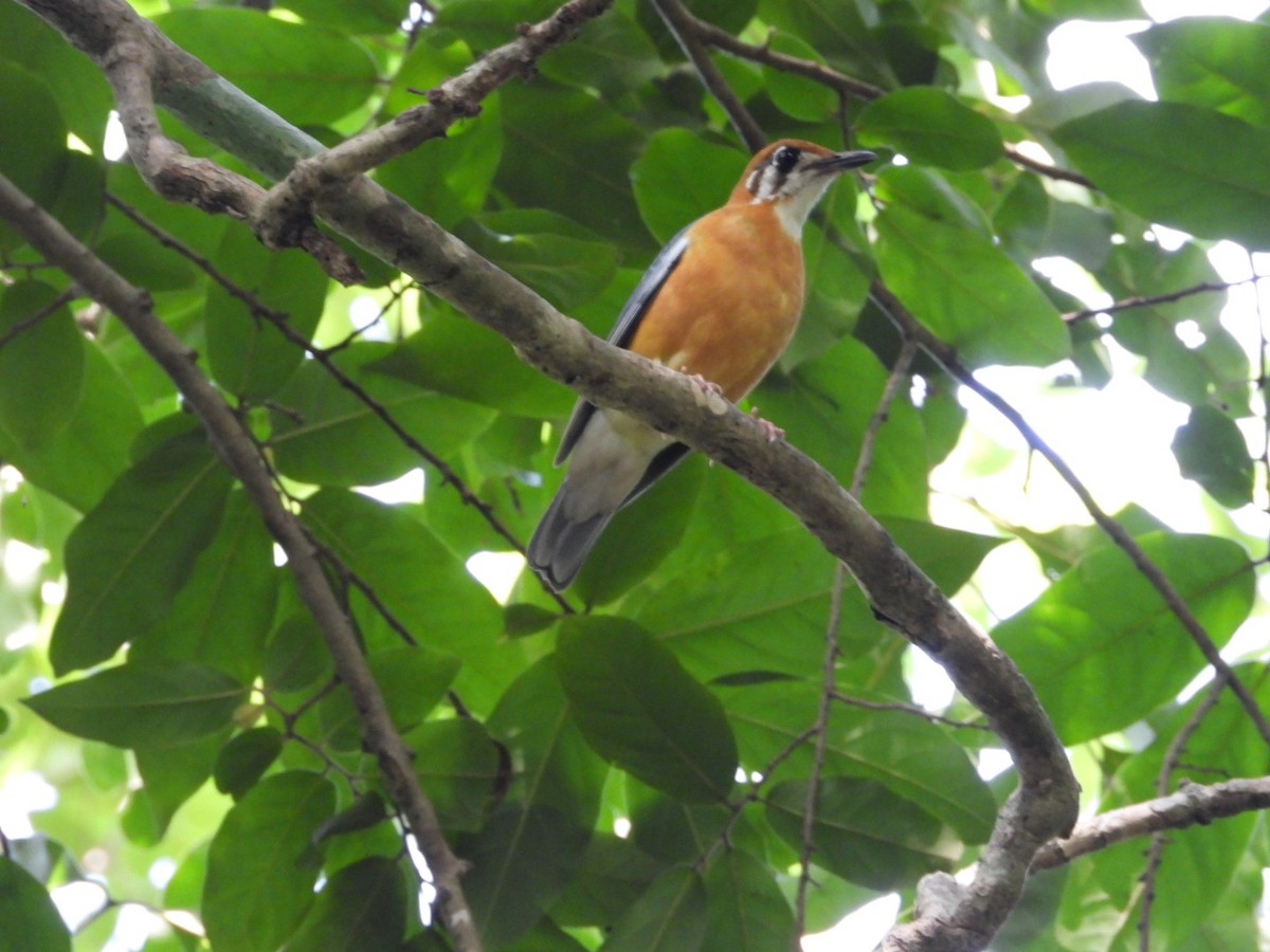 Orange-headed Thrush - ML638978788