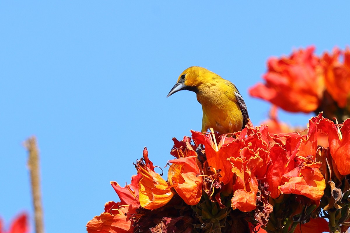 Streak-backed Oriole (Tres Marias Is.) - ML638978804