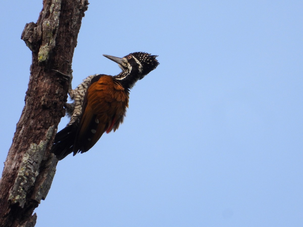 Greater Flameback - ML638978805