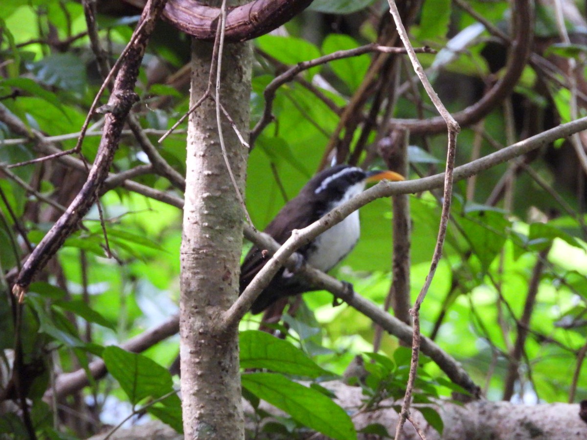 Indian Scimitar-Babbler - ML638978824