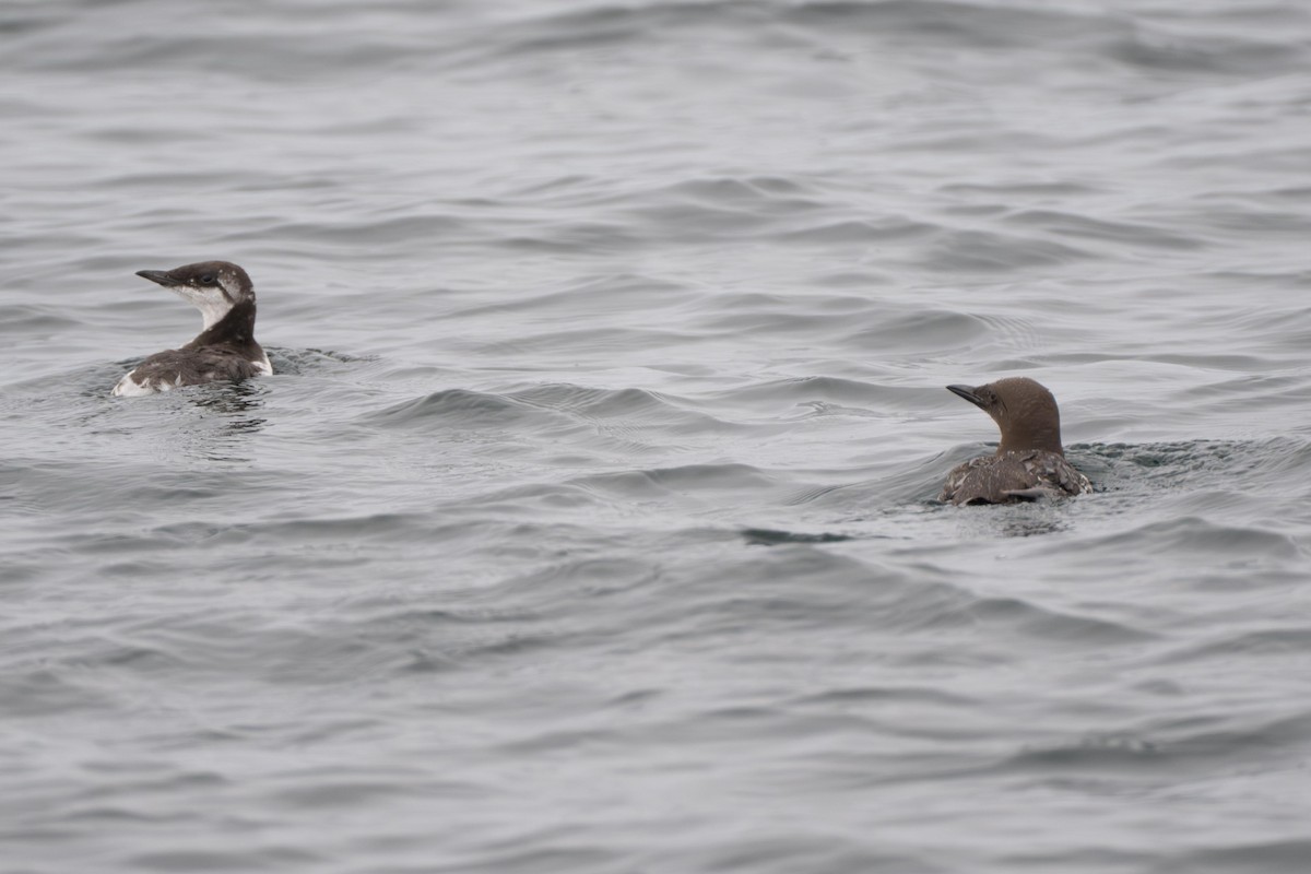 Common Murre - ML638978829