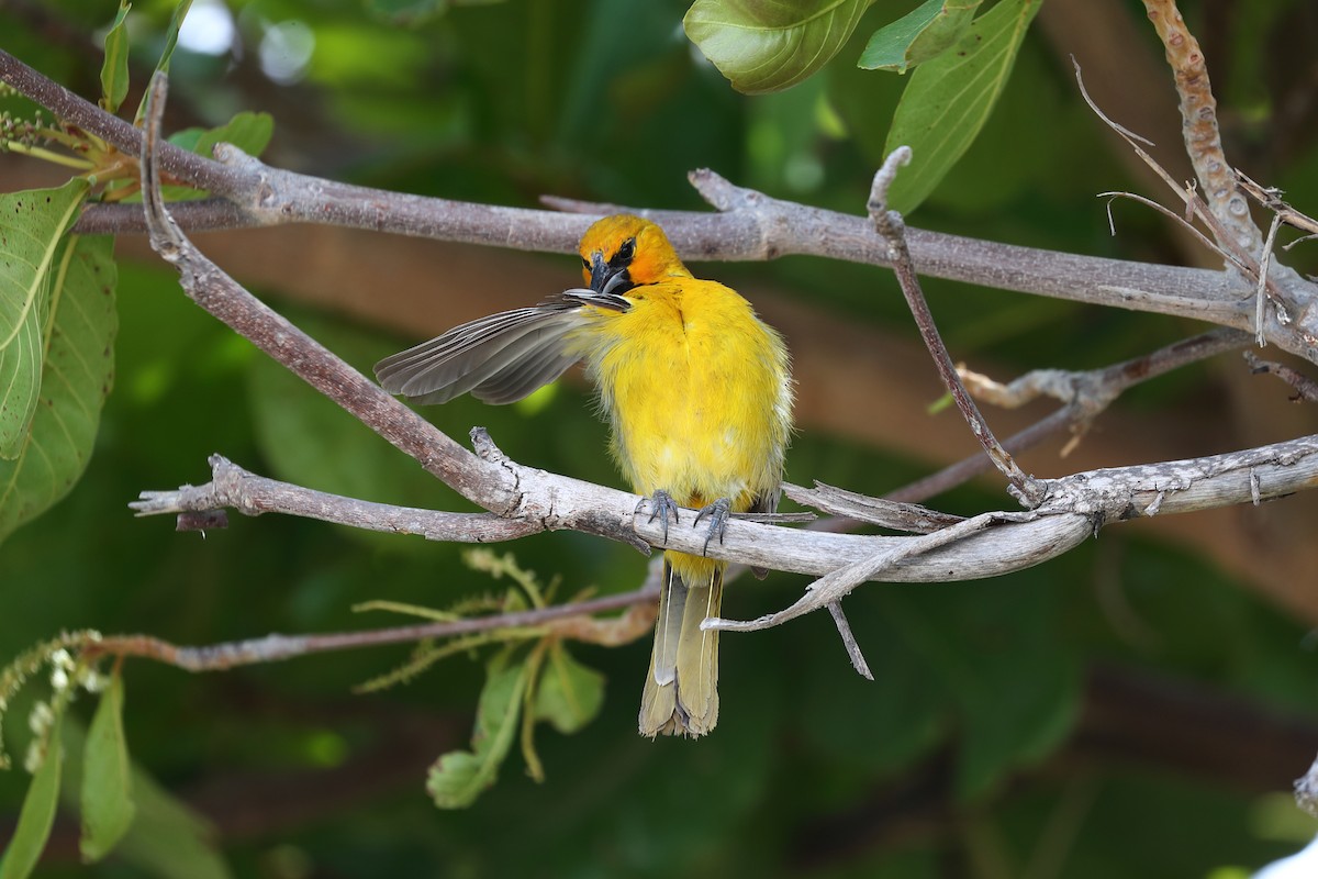 Streak-backed Oriole (Tres Marias Is.) - ML638978831