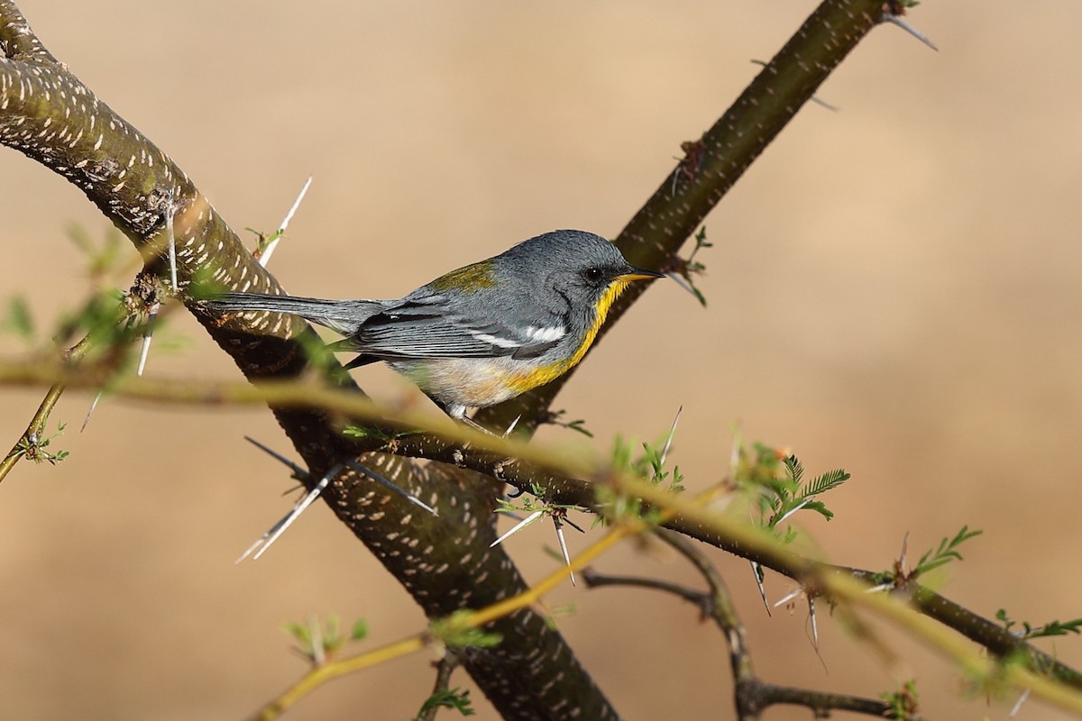 Tropical Parula (Tres Marias Is.) - ML638978854