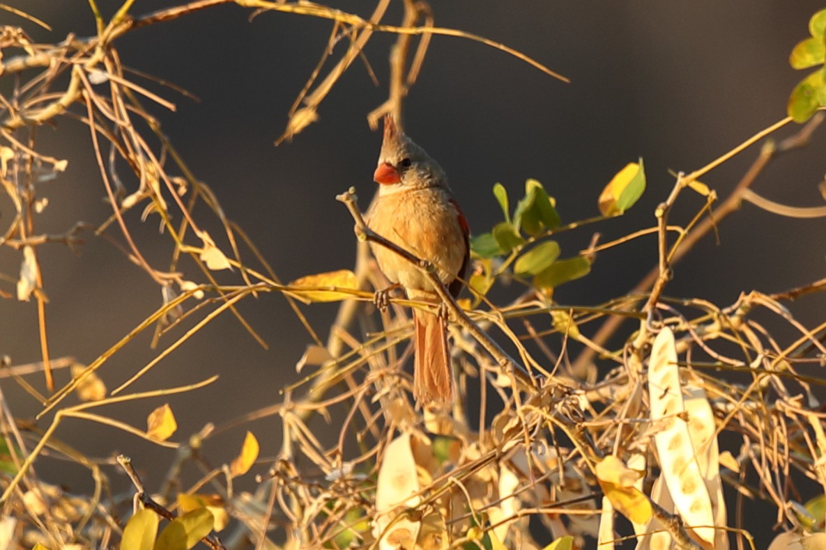 Northern Cardinal - ML638978861