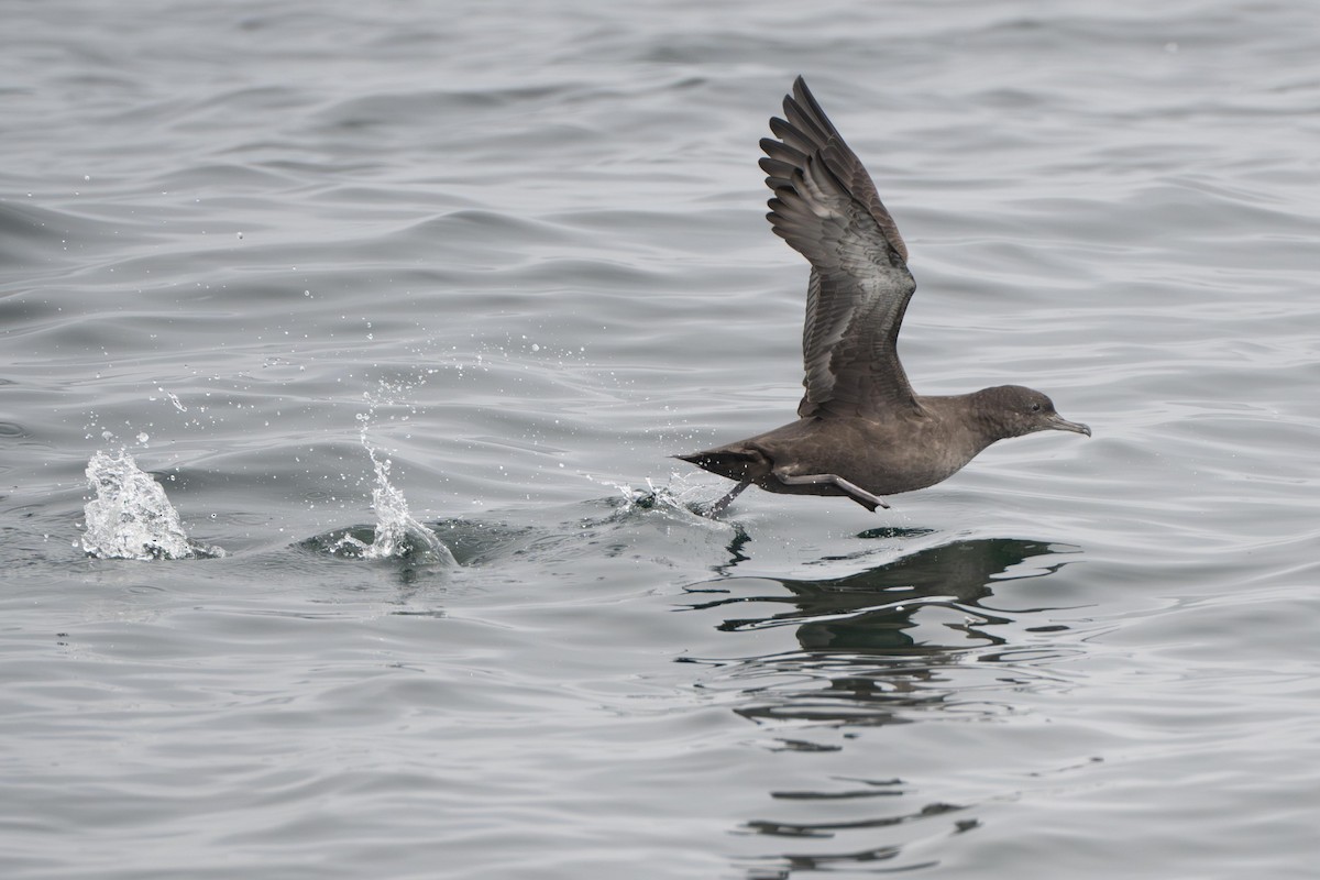 Sooty Shearwater - ML638978871