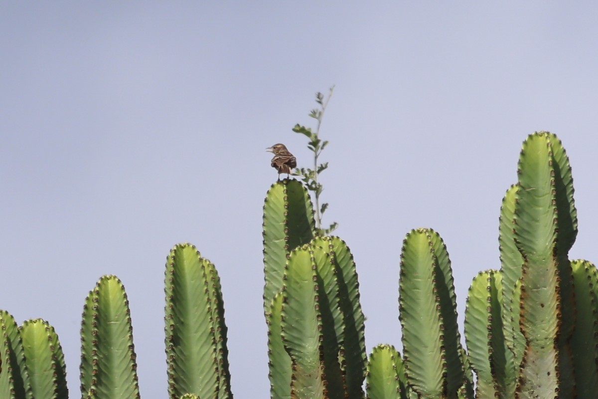 Flappet Lark - ML638978881