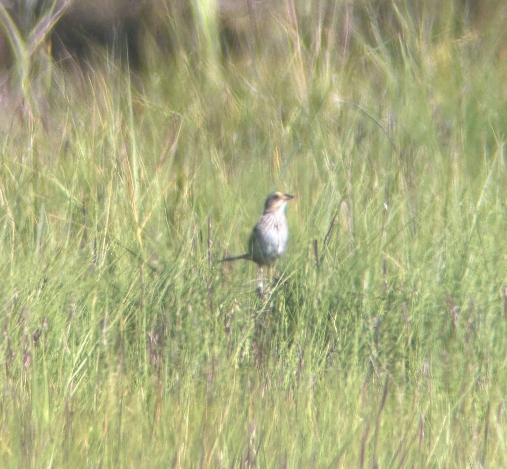 Saltmarsh Sparrow - ML638978883