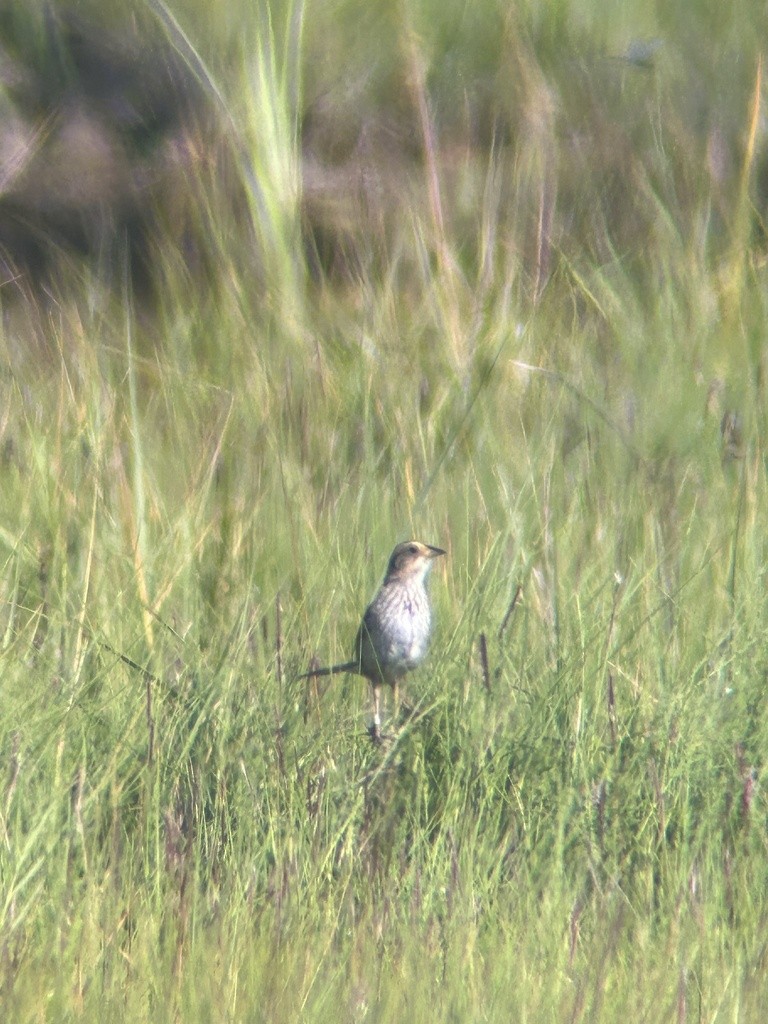 Saltmarsh Sparrow - ML638978885