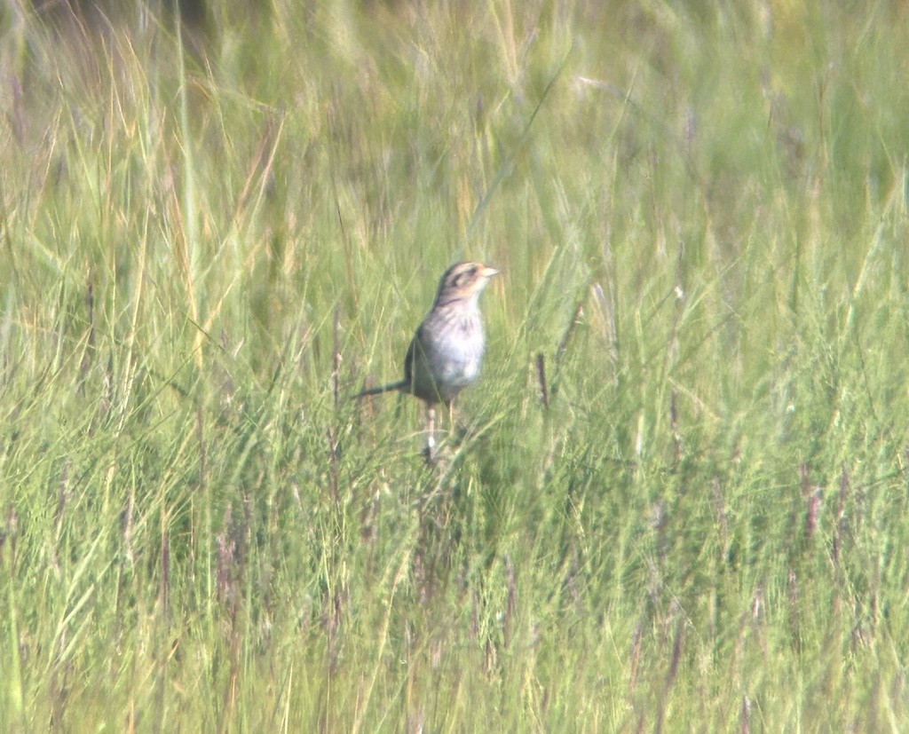 Saltmarsh Sparrow - ML638978886