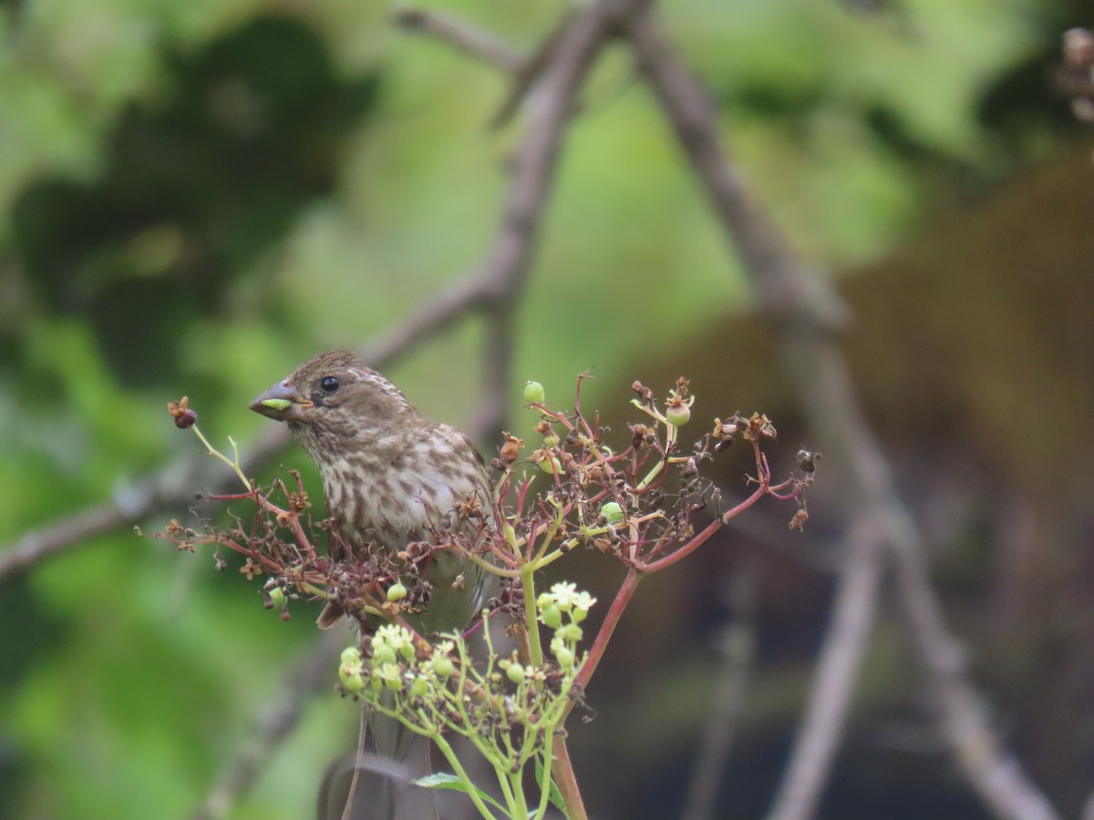 Purple Finch - ML638978907