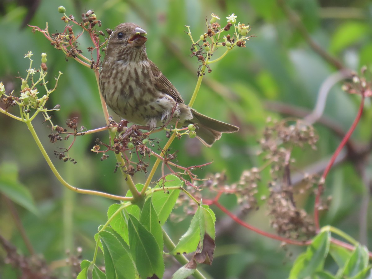 Purple Finch - ML638978908