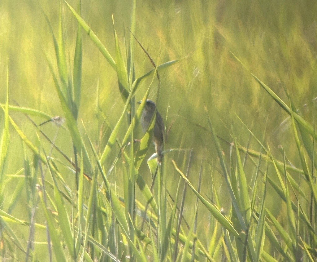 Nelson's/Saltmarsh Sparrow (Sharp-tailed Sparrow) - ML638978912