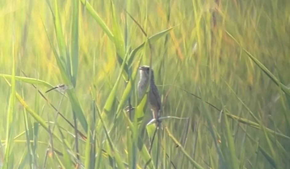Nelson's/Saltmarsh Sparrow (Sharp-tailed Sparrow) - ML638978913