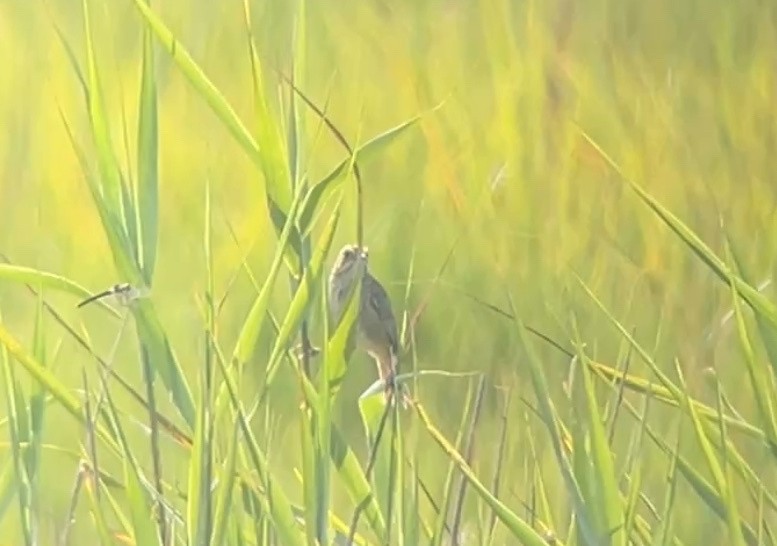 Nelson's/Saltmarsh Sparrow (Sharp-tailed Sparrow) - ML638978914