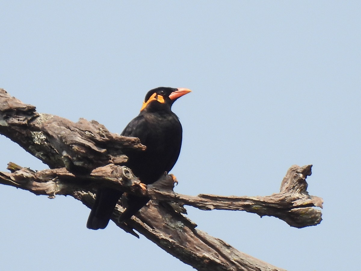 Common Hill Myna - ML638978915
