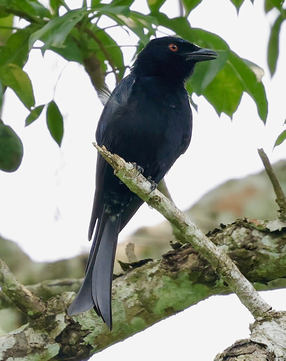 Velvet-mantled Drongo (Principe) - ML638978939