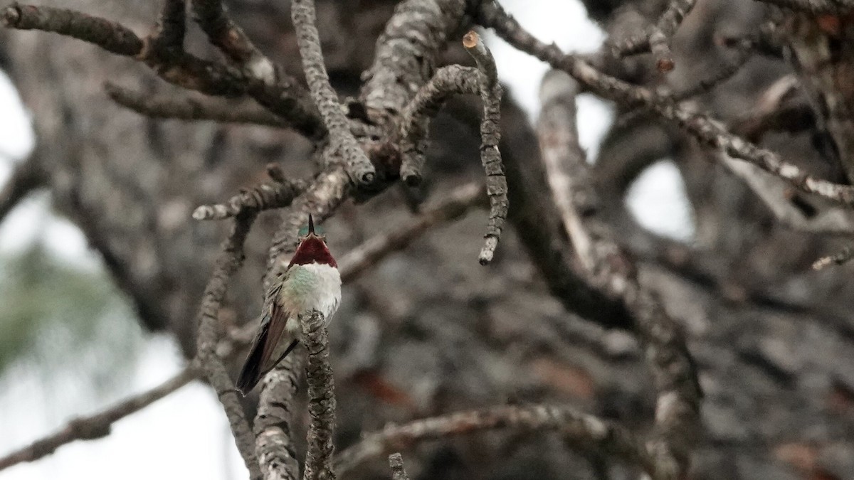 Broad-tailed Hummingbird - ML638978965