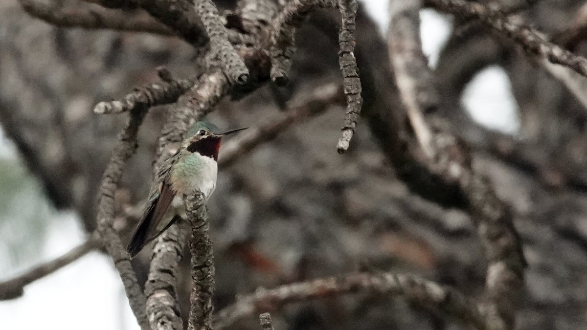Broad-tailed Hummingbird - ML638978969