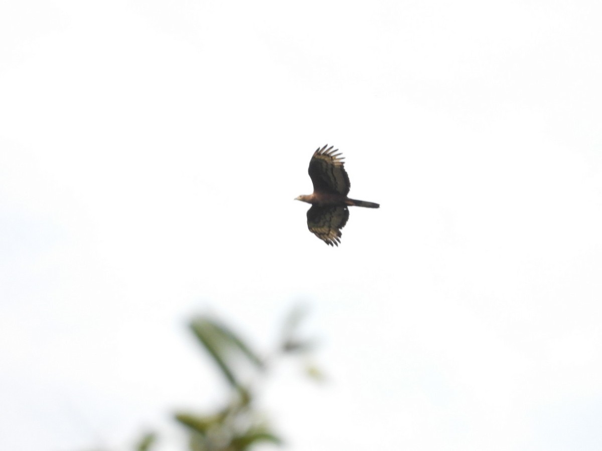 Oriental Honey-buzzard - ML638979019