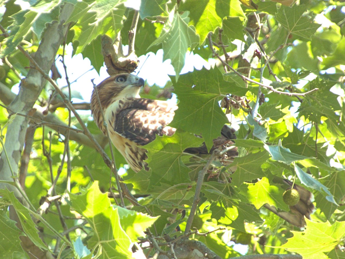 Red-tailed Hawk - ML638979041